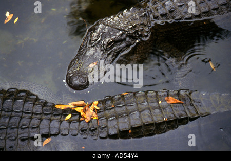 Florida Alligators (Alligator mississippiensis) Stock Photo