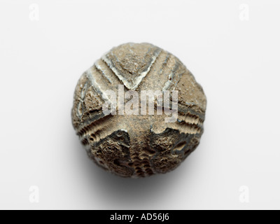 Fossilized sea urchin on white background - Fuerteventura Atlantic Ocean Stock Photo