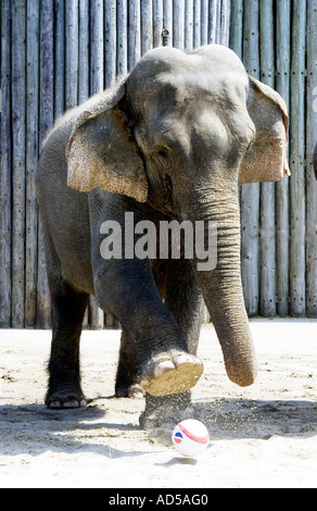 Asian elephant playing football at blackpool zoo Stock Photo