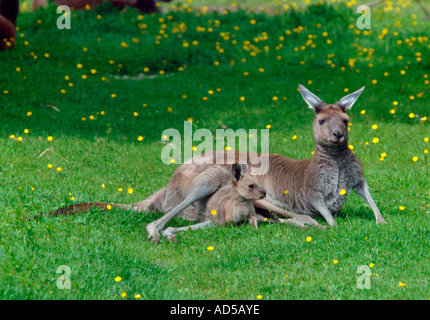 Red Female kangaroo & Joey (Macropus rufus) Stock Photo