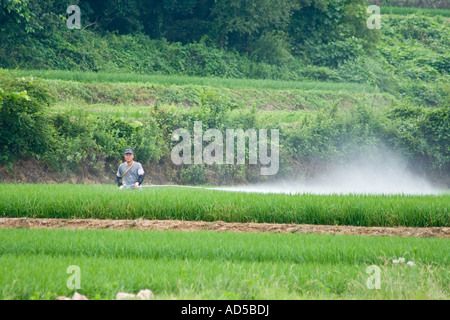 Unprotected Korean Farmer Spraying Pesticides on Rice Field Sokcho South Korea Stock Photo