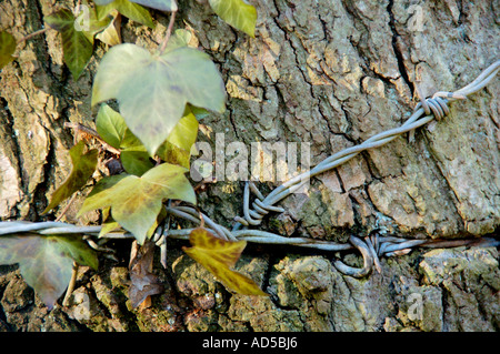 Barbed wire wrapped around a tree at Allt Yr Yn Nature Reserve Newport South Wales UK GB Stock Photo
