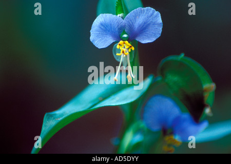 Asiatic Dayflower (Commelina communis), Great Falls, Virginia Stock Photo