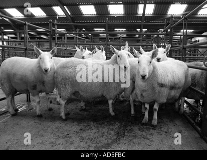 Black and white. North Country Cheviot tups at farmer's auction market Stock Photo