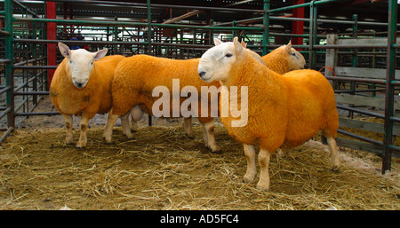 North Country Cheviot tups at farmers auction market Stock Photo