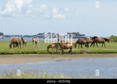 Group of wild ponies in a Nature Reserve Stock Photo