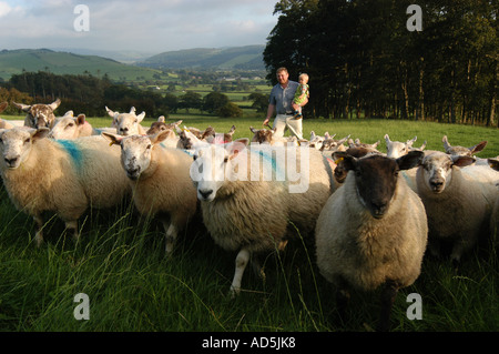 farmer and young son with flock of sheep in a field in the Ystwyth Valley near Aberystwyth Wales UK Stock Photo