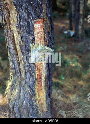 Pine tree resin collection hi-res stock photography and images - Alamy