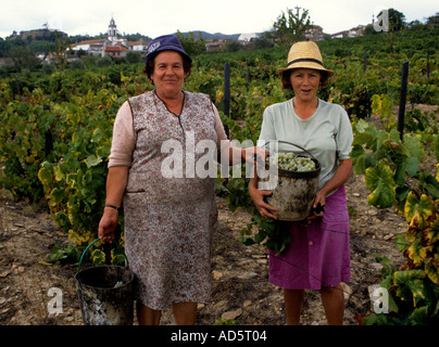 Portugal wine vino verde two woman harvest women Stock Photo
