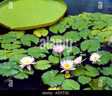 USA - HAWAII:  Water Lilies Stock Photo
