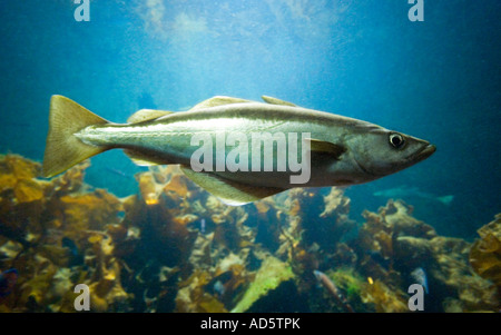 A Saithe fish POLLACHIUS VIRENS swimming in the water. Also known as pollock, pollack, Boston blues, coalfish and cole. Stock Photo