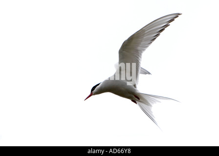 Sterna paradisaea. Arctic tern in flight against a white sky. Scotland Stock Photo