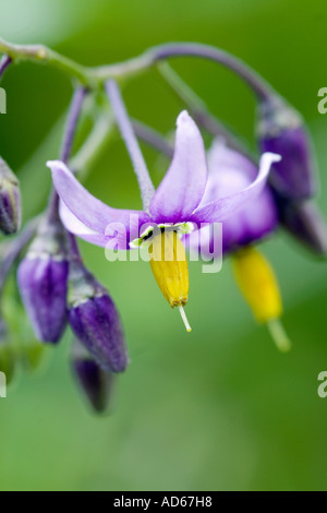 Solanum dulcamara. Bittersweet nightshade. Deadly Nightshade. Woody nightshade wild flower close-up Stock Photo