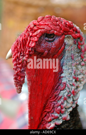 closeup of domestic turkey's head Stock Photo
