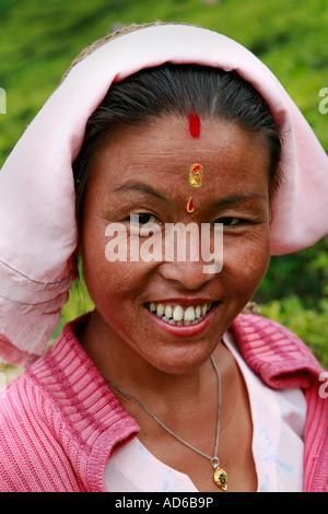 Tea picking in West Bengal, India Stock Photo