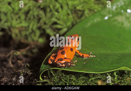 Strawberry poison Dart frog / Dendrobates pumilio Stock Photo