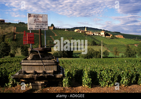 Beaujolais is an important wine region of eastern France, famous for its vibrant, fruity red wines made from Gamay.  wine press Stock Photo