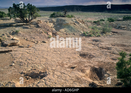 Fossilized Dinosaur tracks Brontosaurus shown crossing an ancient stream bed north of Moab off hwy 191 UTAH Stock Photo