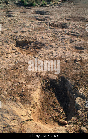 Fossilized Dinosaur tracks Brontosaurus shown crossing an ancient stream bed north of Moab off hwy 191 UTAH Stock Photo