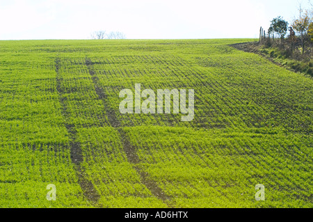 Young wheat crop growing in a field with track of a tractor, vibrant green foliage and fresh new growth. Stock Photo