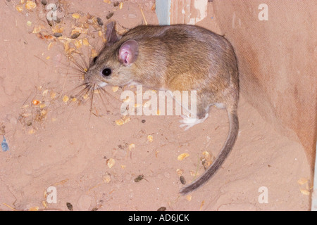 White throated Woodrat Neotoma albigula Tucson Arizona United States 18 December Adult Cricetidae Stock Photo