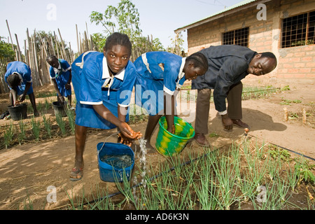 Headmaster helps students water onions in school garden primary school Berending village south of The Gambia Stock Photo