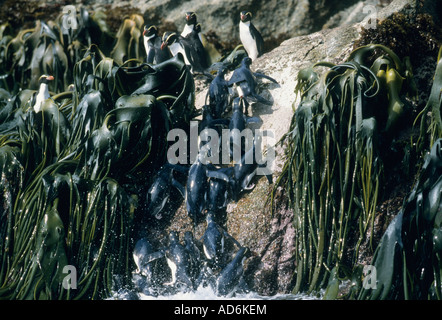 Snares Crested Penguin (Eudyptes robustus) New Zealand sub-Antarctic, Snares Island, Endemic Stock Photo