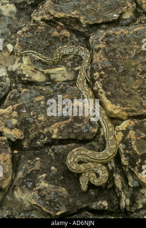 African rock python, African rock python Stock Photo - Alamy