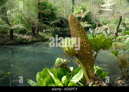 Gunnera growing beside a pond in the gardens at Groombridge Place, Kent. Stock Photo
