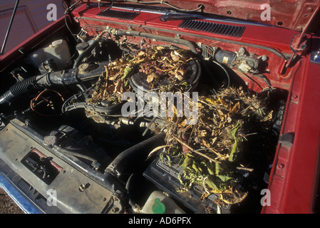 White-throated Woodrat (Neotoma albigula) Nest in Truck Engine  - Sonoran Desert Arizona - USA Stock Photo