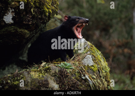 Tasmanian Devil Sarcophilus harrisii Tasmania Australia Yawning Stock Photo
