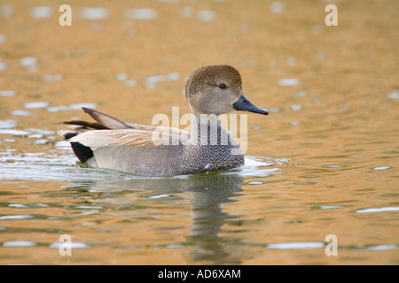 Gadwall Anas strepera Tucson, Pima County, Arizona, United States 3 ...