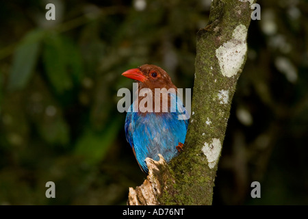 Sri Lanka Blue Magpie - Urocissa ornata Stock Photo