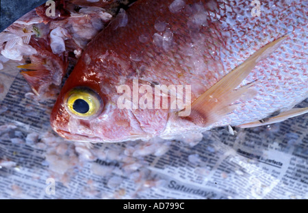 CARIBBEAN BRISTISH WEST INDIES BARBADOS LA BARBADE ST PETER PARISH FISHERMEN VILLAGE OF SIX MEN S BAY RED SNAPPER FOR SALE Stock Photo