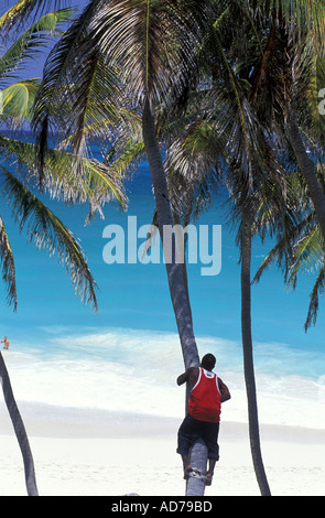 CARIBBEAN BRITISH WEST INDIES BARBADOS LA BARBADE EAST COAST BOTTOM BAY BEACH Stock Photo