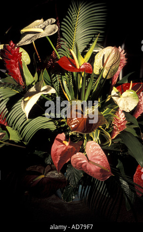 CARIBBEAN BRITISH WEST INDIES BARBADOS LA BARBADE FLOWERS Stock Photo