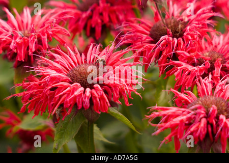 Scarlet Summer Flower Bed, UK Stock Photo