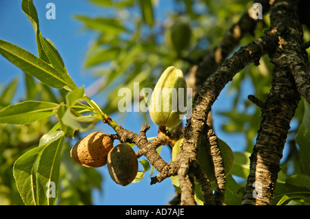 Green and brown almonds, young and old, fruit on an almond tree, Costa Blanca, Spain Stock Photo