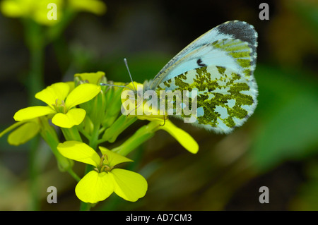 Orange Tip Anthocharis cardamines Stock Photo