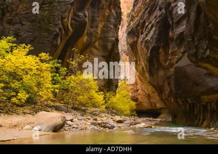 Fall colors on trees in the Virgin River Narrows Zion National Park Utah Stock Photo