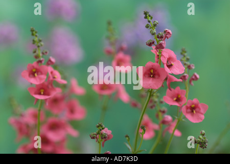 Diascia Pink Delight Stock Photo