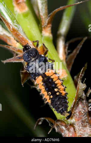 Harlequin Ladybird Harmonia axyridis larvae on pine Potton Bedforshire Stock Photo