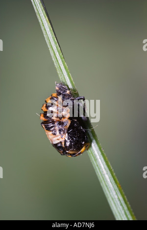 Harlequin Ladybird Harmonia axyridis pupa on pinewith nice out of focus backgroundpotton bedfordshire Stock Photo