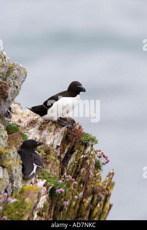 Razorbill (Alca torda) with sea as the background Stock Photo - Alamy