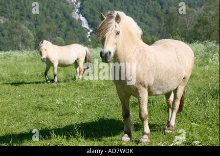 Norwegian Fjord Ponies near Briksdal Stryn Sogn og Fjordane Norway Stock Photo