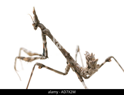 Praying mantis on a white background Stock Photo