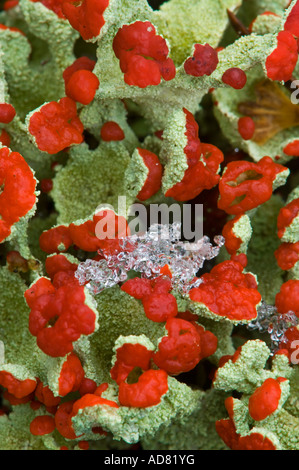 British soldier lichen (Cladonia cristatella) Colony with fruiting bodies and light snow, Greater Sudbury, Ontario, Canada Stock Photo