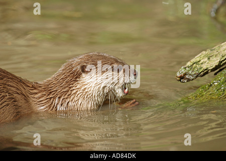 Asian Short Clawed Otter in the water feeding on a fish Stock Photo