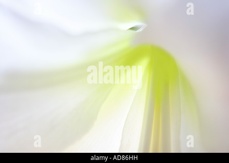white amarylis hippeastrum Stock Photo