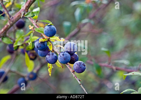 Sloe berries UK Stock Photo